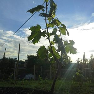 Meet your Posher, Carla